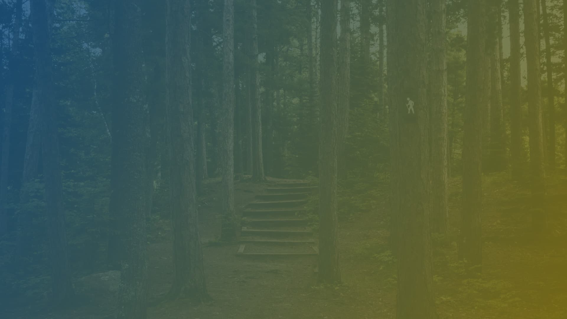 Background image da sessão, contendo a imagem de uma floresta
