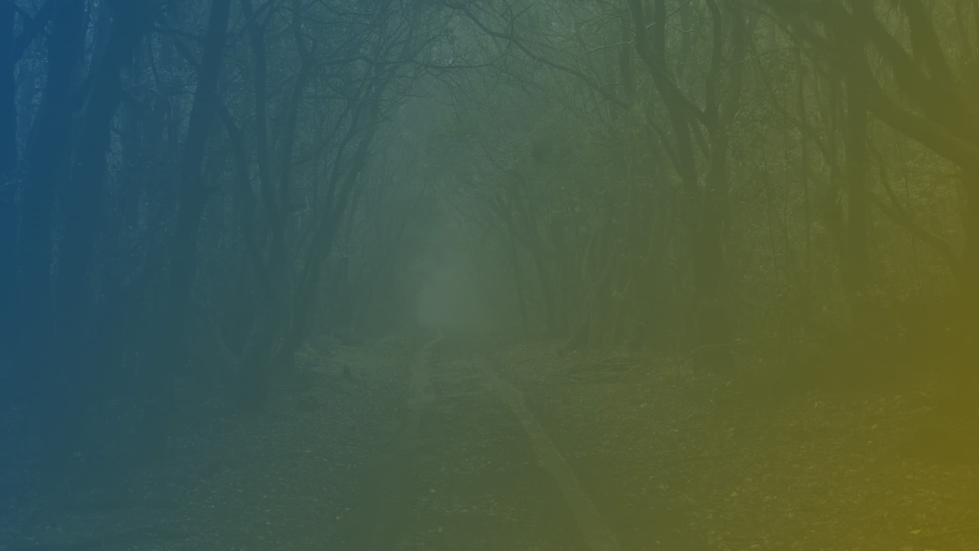 Background image da sessão, contendo a imagem de uma floresta