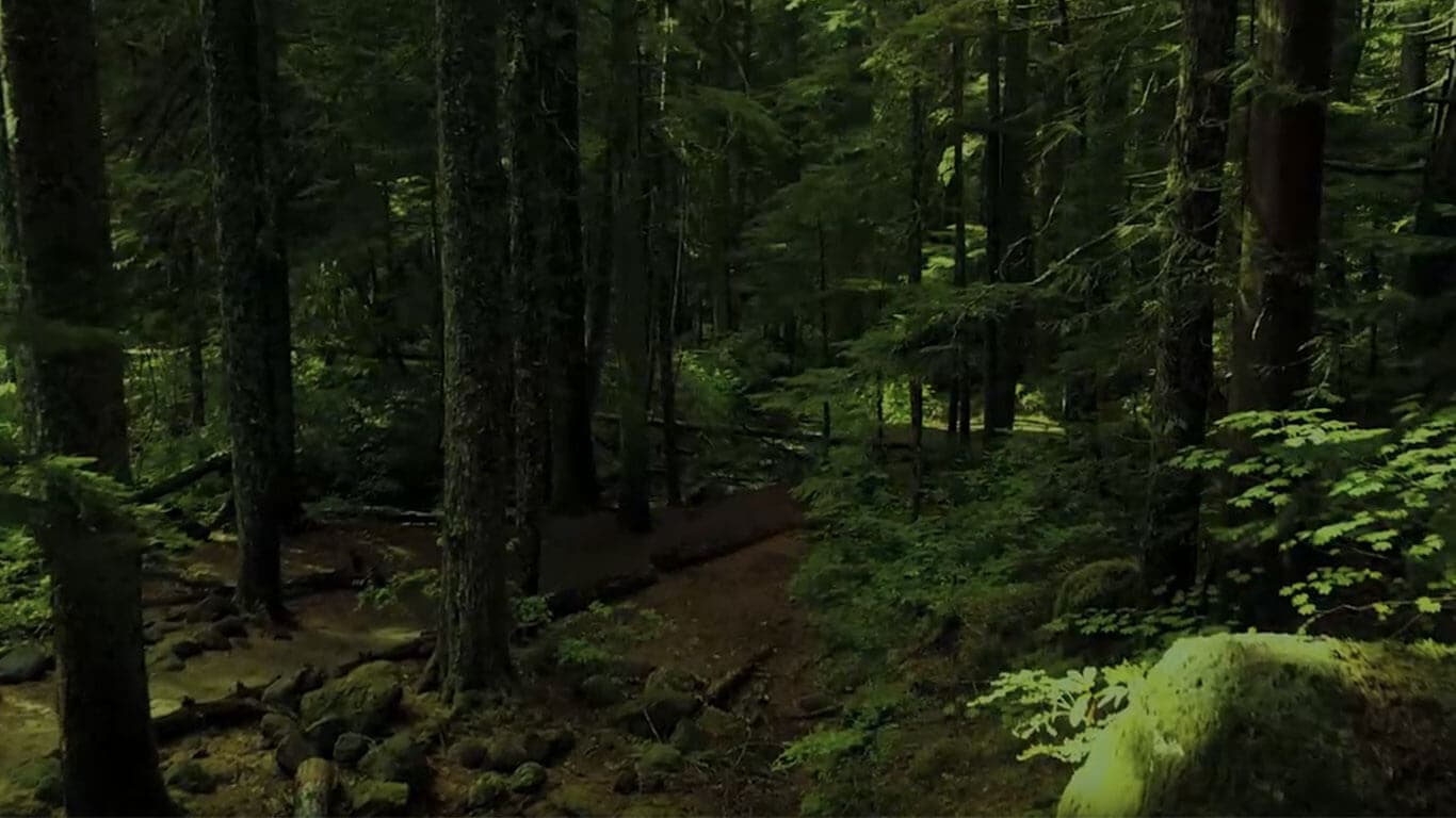 Background image da sessão principal do site, contendo a imagem de uma floresta